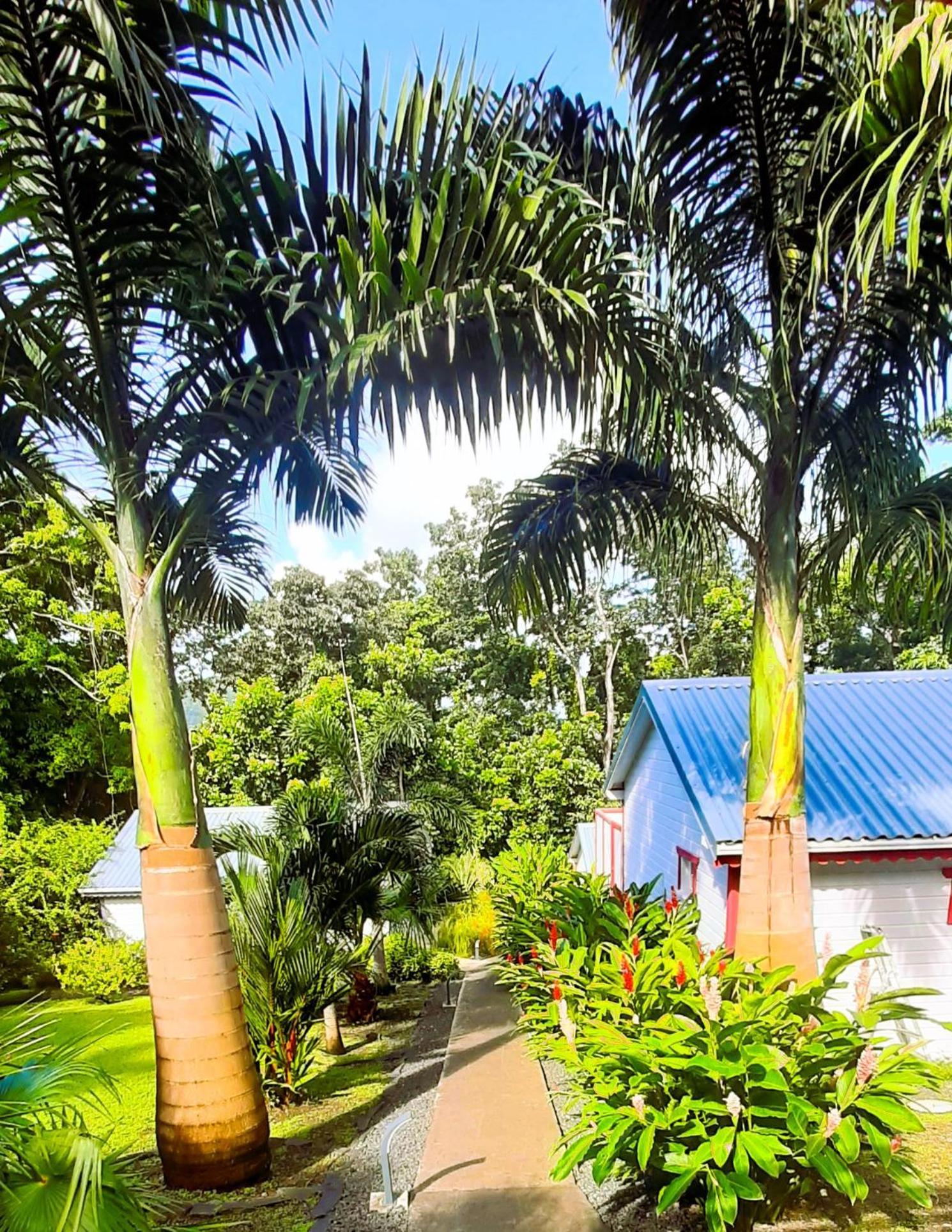 Caraibes Cottages Corail Deshaies Exteriör bild